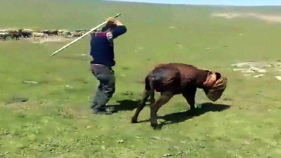 Eşeğe sopayla işkence yapan adam yakalandı !