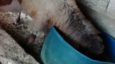 Ahırda nöbet tutunca gözlerine inanamadı !
