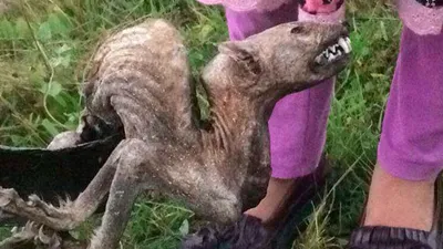 Köylüleri korkutmuştu... Ne olduğu ortaya çıktı !