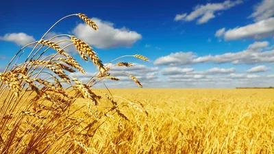 Dünyaya yetecek sadece 26 günlük buğday kaldı