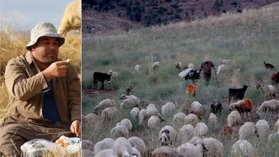İlçede başkan merada çoban... Güne böyle başlıyor