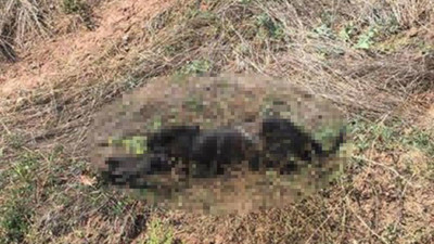 Elleriniz kırılsın sizin ! Yavru köpekler bu halde bulundu