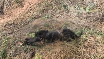 Elleriniz kırılsın sizin ! Yavru köpekler bu halde bulundu