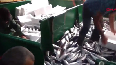 Tek seferde 30 ton palamutla yakaladı