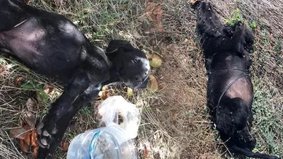 Öldürme gerekçesi şoke etti