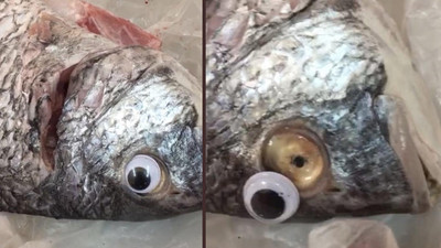 Balıkçı balıklara plastik göz taktı
