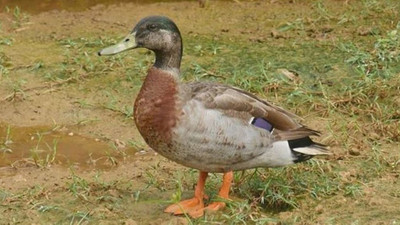 ''Dünyanın en yalnız ördeği'' öldü