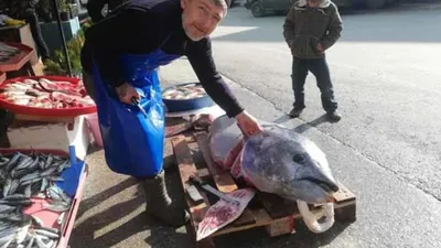 Marmara Denizi'nde yakalandı ! Tam 150 kilo...