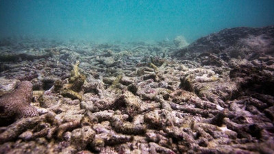 Marmara'da korkutan gelişme: Hepsi öldü !