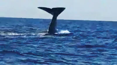 Çeşme açıklarında balina şaşkınlığı
