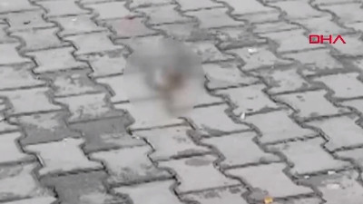 Kaldırımda kedi başı bulundu