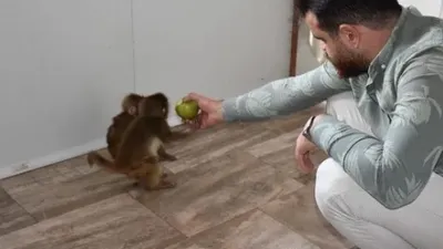 Nesli tükenmek üzere olan canlı Şanlıurfa'dan çıktı!