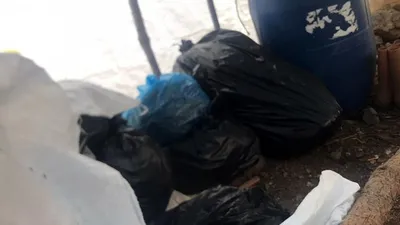 Antalya'da yasadışı kenevir baskını!