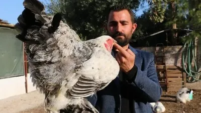 Fabrika'daki işini bırakıp süs tavuğu yetiştiricisi oldu