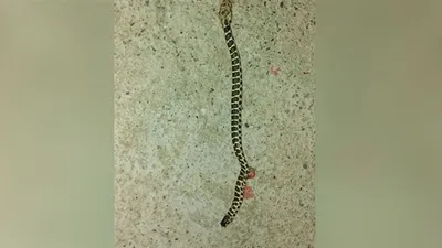 Evin musluğundan su yerine yılan aktı!