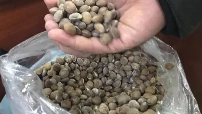 Siirt bıttımı altın fiyatlarını geçti !