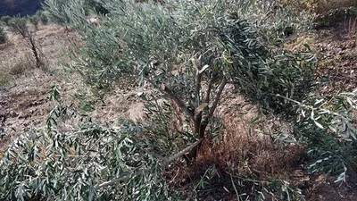 Zeytin ağaçlarını katlettiler!