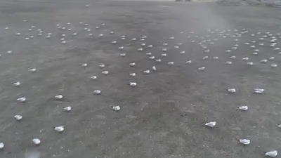 Yüzlerce martı otoparka sığındı