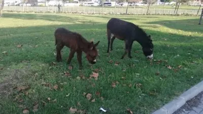 İstanbul en kalabalık ilçesinde eşek ve sıpa şaşkınlığı