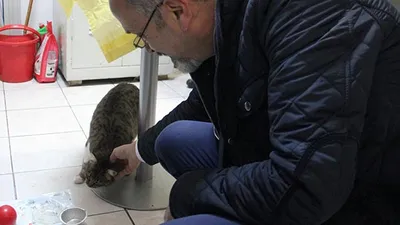 Baktığı sokak kedisi başına iş açtı
