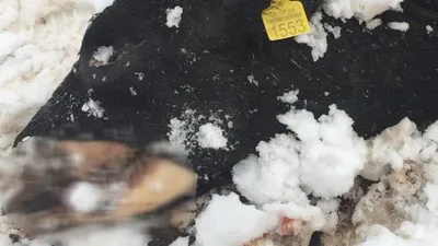 Büyükbaş hayvanlar soğuk ve açlıktan öldü
