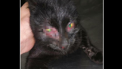 Kedi bu halde bulundu !