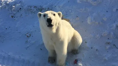 Ayılar kamu binalarını işgal etti !