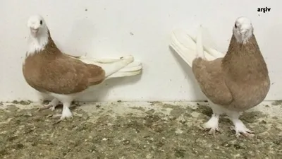 ''Güvercin'' tartışmasında kan döküldü