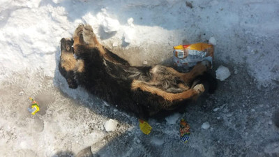 Yavru köpek dondurucu soğuklara dayanamadı