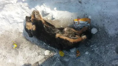 Yavru köpek dondurucu soğuklara dayanamadı