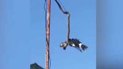 Piton yılanı kuşu havada yakaladı