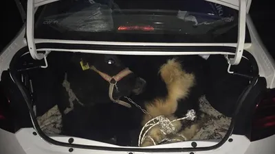 Bagajı açan jandarma şoke oldu