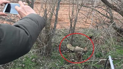 Köylüler yanına mı bile yaklaşamadı...