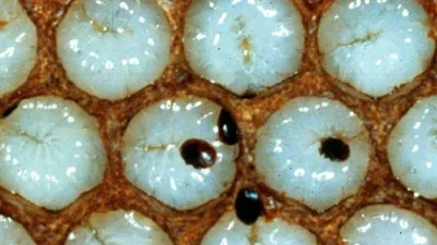 ''Varroa'' alarmı ! Ölümler yüzde 40'a çıktı
