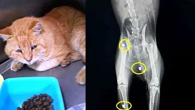 Gerçek röntgende ortaya çıktı