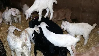 Oğlaklardan sahiplerine masaj