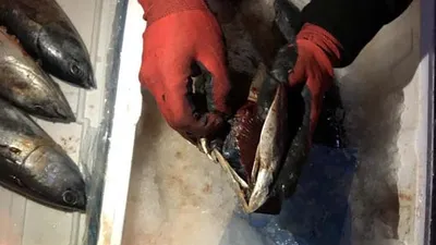 Balığın içinden çıkanlar şoke etti !