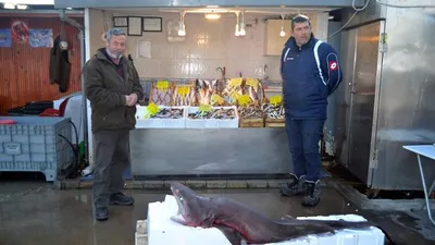 Marmara'dan bir dev çıktı ! Tam 3,5 metre...