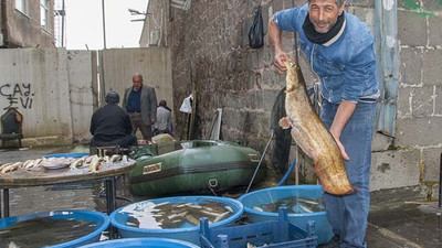 Diyarbakır'da Dicle nehrinden 2 dev çıktı