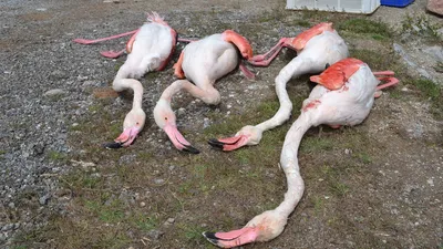 Aksaray'da 4 flamingo öldürüldü