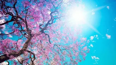 Yağmura, soğuk havaya, hastalıklara veda! Meteoroloji müjdeyi verdi