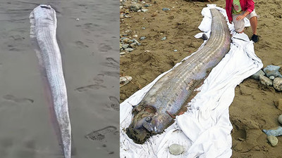 Kıyıya vuran balık, büyük depremin habercisi mi ? 