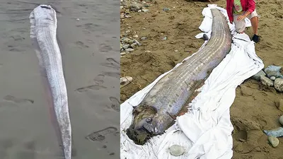 Kıyıya vuran balık, büyük depremin habercisi mi ? 