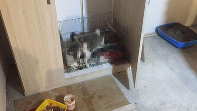 Başı kesilmiş 5 kedi yavrusu bulundu