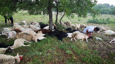 Yıldırım düştü: 55 koyun telef oldu