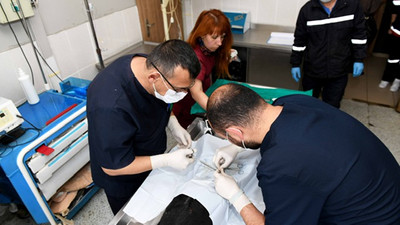 Ankara'da sahipsiz hayvanalr büyükşehir korumasında