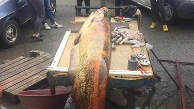 Vatandaşlar görünce şoke oldu ! Tam 110 kilo...