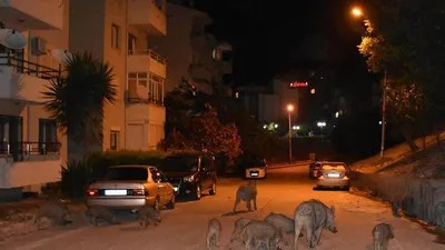 Şehir merkezinde şoke eden görüntü