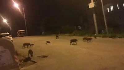 Kuşadası'nda yaban domuzu baskını