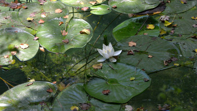 Dikkat! Koparana 41 bin TL ceza kesilecek